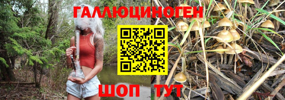 Псилоцибиновые грибы Psilocybe Джанкой